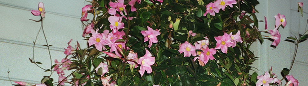 Die Höchste Eisenbahn